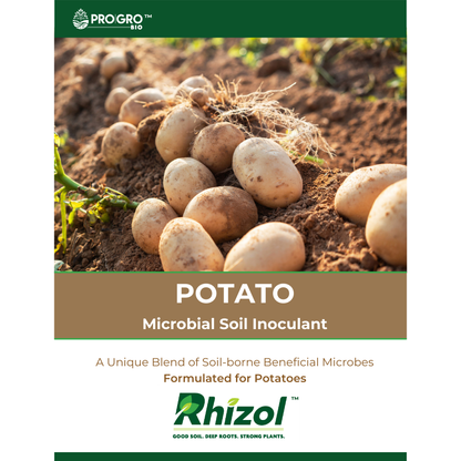 potato fertilizer for plants Rhizol Potato
